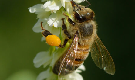Is there a difference between bee and pollen? About bee pollen (pollen)
