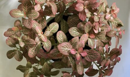 Net shy fittonia - growing and care