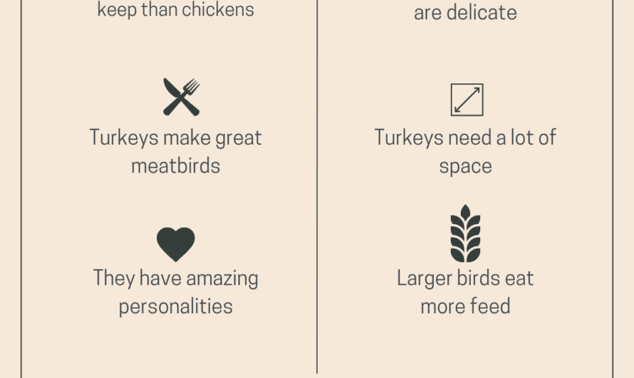 Proper turkey breeding at home