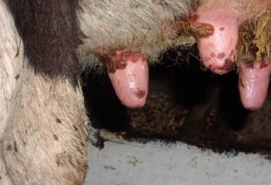 Treatment of sores on the udder of a cow