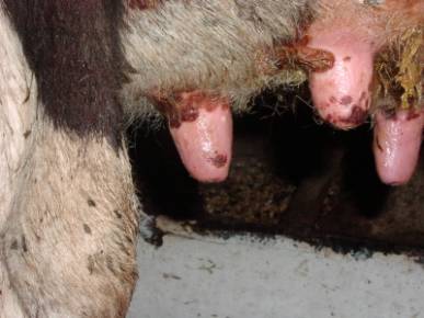 Treatment of sores on the udder of a cow