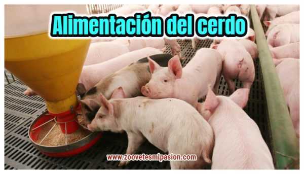 Alimentación y la dieta adecuada para los cerdos.