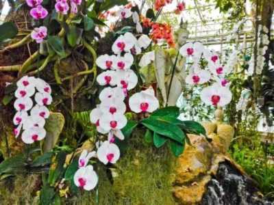 Aplicación de Bon forte para orquídeas