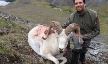 Argali - oveja de montaña en peligro de extinción