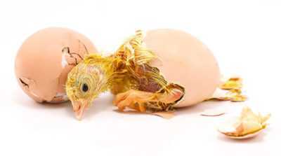 Características de la eclosión de pollos a partir de huevos