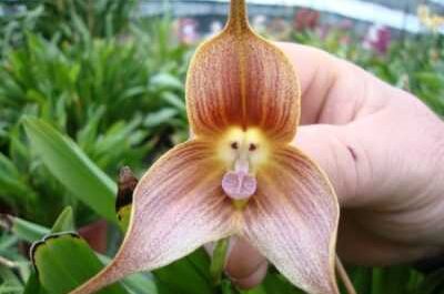 Características de la orquídea Drácula (hocico de mono)