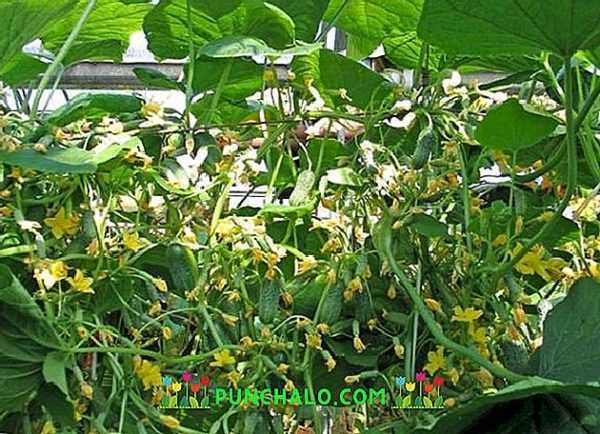 Características de la variedad de pepinos Guirnalda siberiana