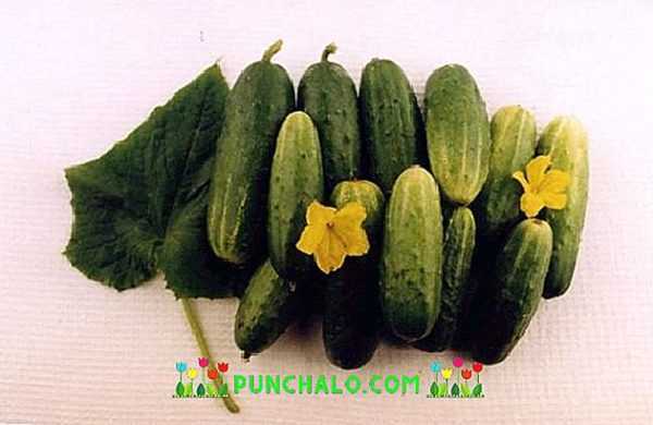 Características de la variedad de pepinos Khabar