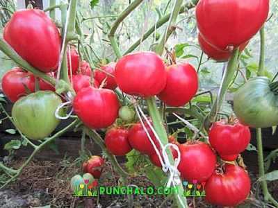 Características de la variedad de tomate Danko