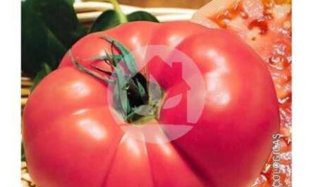Características de la variedad de tomate Pimienta gigante