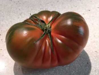 Características de la variedad de tomate Sorpresa siberiana