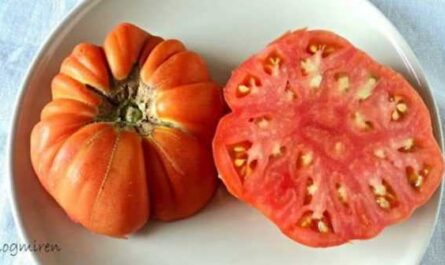 Características de las mejillas gruesas de tomate