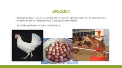 Características de las razas de huevos de gallinas.