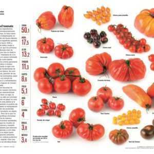 Características de las variedades de tomate Eupator