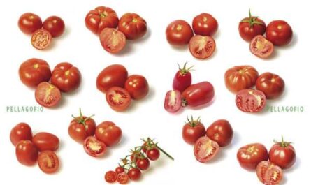 Características de las variedades japonesas de tomates.