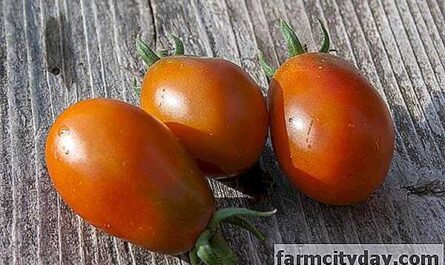 Características de los tomates Black Moor