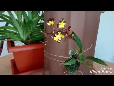 Características del cuidado de las orquídeas en invierno