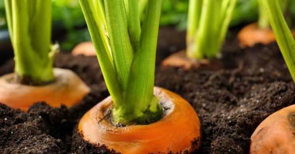 Características del riego de zanahorias después de la germinación.