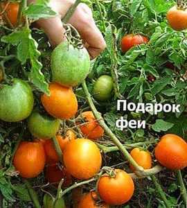 Características del tomate de regalo de hadas
