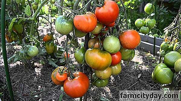 Características del tomate Dubrava