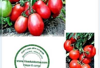 Características del tomate hilling