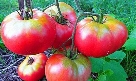 Características del tomate Mikado