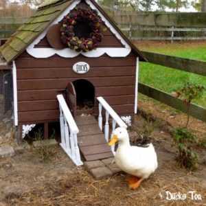Rumah DIY untuk bebek atau cara membuat bebek