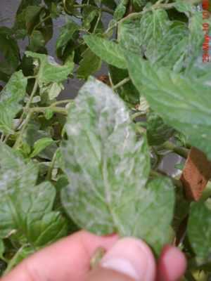 Causa de manchas blancas en las hojas de tomate.