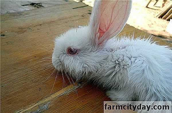Causas de estomatitis en conejos y métodos de tratamiento.