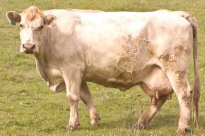 Causas de estreptoderma en vacas