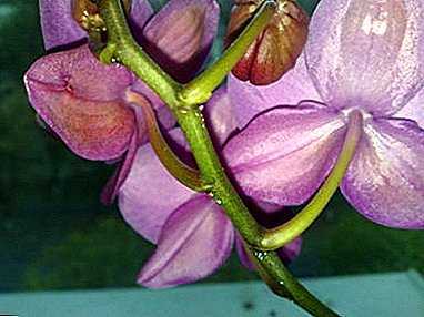 Causas de gotas pegajosas en la orquídea