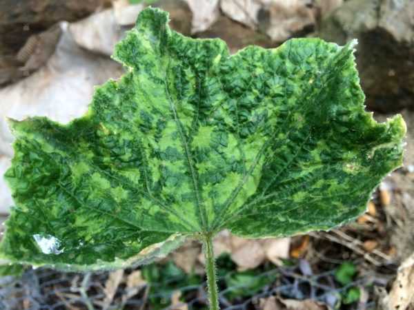 Causas de hojas de palidez en pepinos