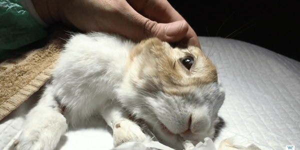 Causas de una hernia de conejo