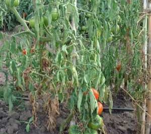 Causas del marchitamiento de las hojas en las plántulas de tomate.