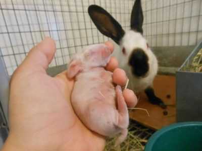 Cómo alimentar independientemente conejos recién nacidos sin conejos de mamá