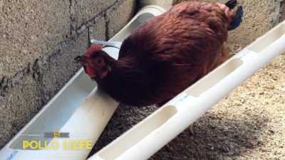 Cómo construir un pollo de pavo con tus propias manos