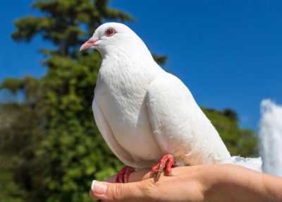 Cómo criar y mantener palomas en casa