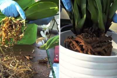Cómo cultivar una orquídea desde la raíz