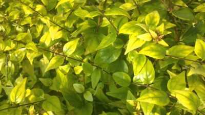 Cómo deshacerse del amarillamiento de las hojas de ficus