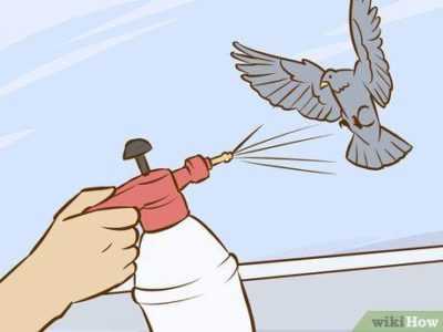 Cómo deshacerse rápidamente de las palomas en el balcón