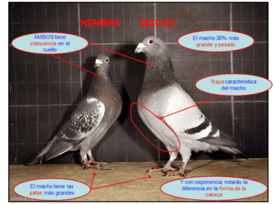 Cómo distinguir una paloma de una paloma