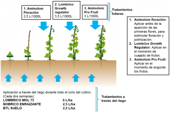 Como fertilizar pepinos con potasio