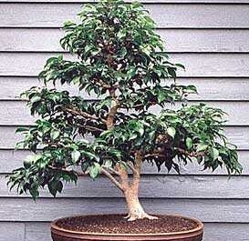 Cómo hacer bonsai de ficus Benjamin