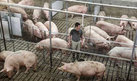 Cómo hacer una granja de cerdos usted mismo