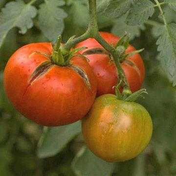 Cómo lidiar con la podredumbre superior de los tomates