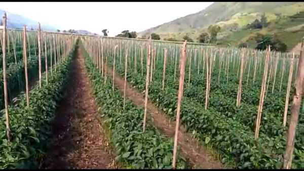 Como plantar pimienta en campo abierto
