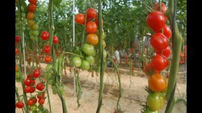 Cómo plantar tomates correctamente en un invernadero