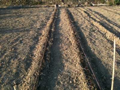 Cómo preparar el suelo para los pepinos antes de plantar