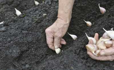 Como preparar la tierra para el ajo