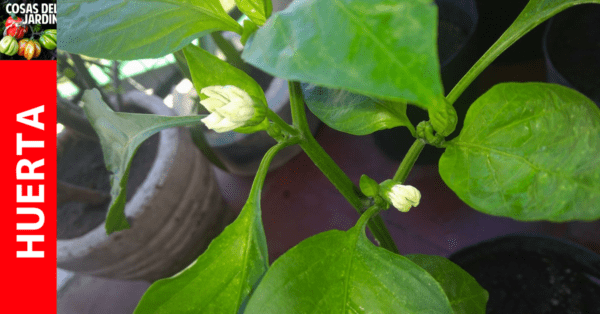 Cómo prevenir la floración de las plántulas de pimiento